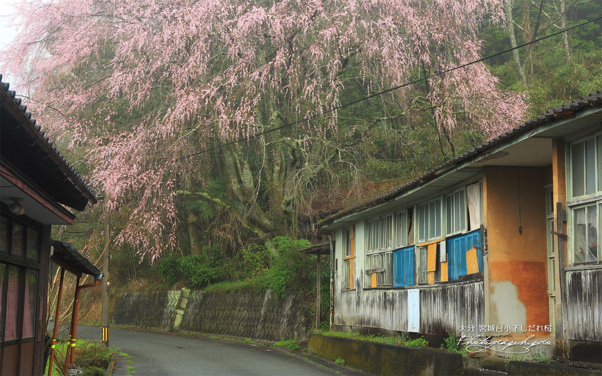 宮城台小下しだれ桜