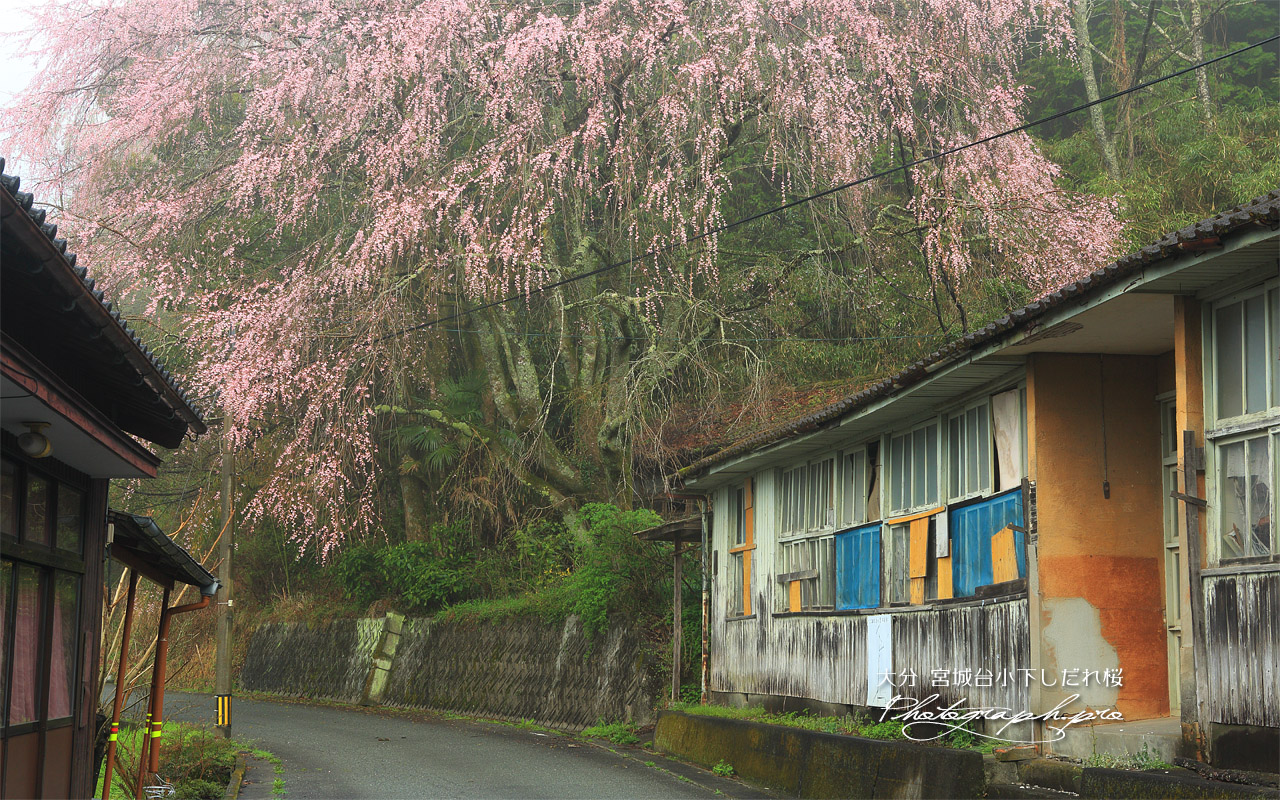 宮城台小下しだれ桜 壁紙