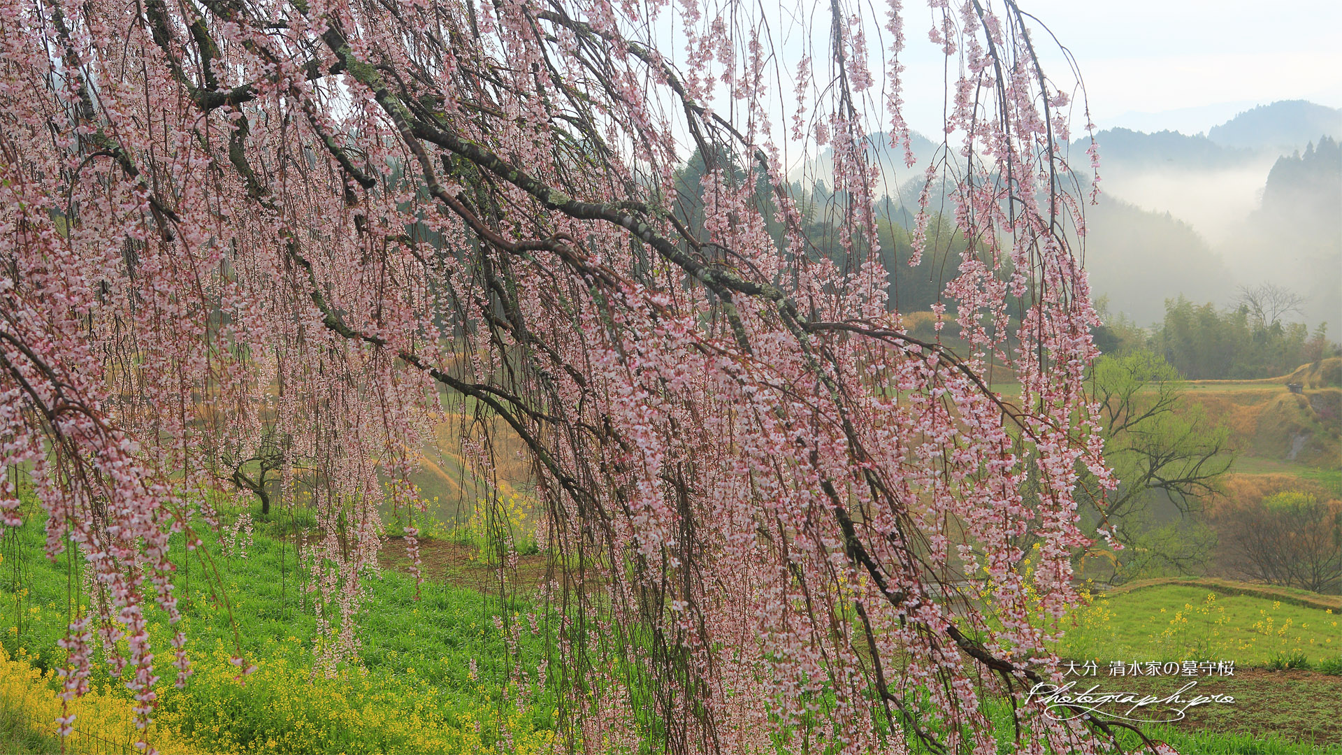 清水家の墓守桜