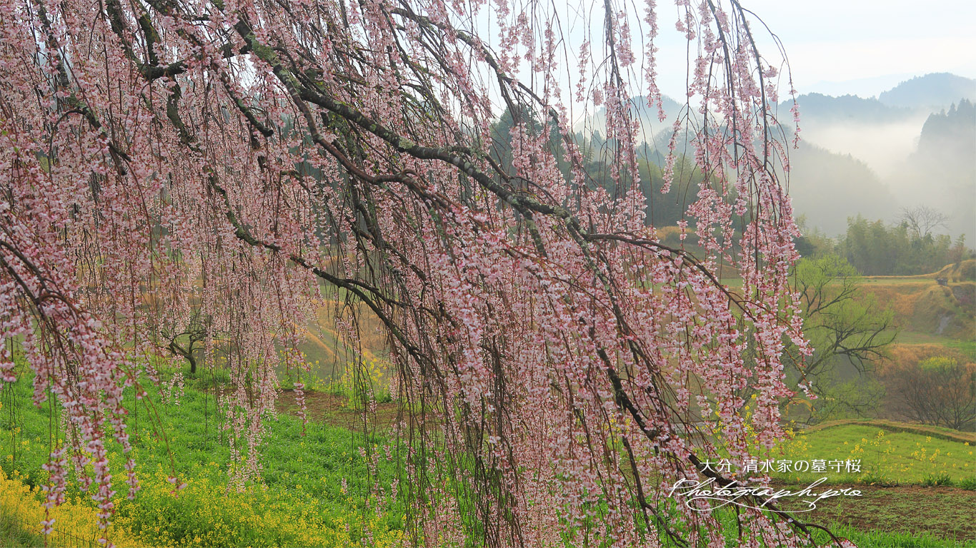 清水家の墓守桜 壁紙