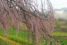 清水家の墓守桜