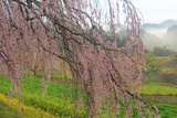 清水家の墓守桜