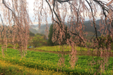 清水家の墓守桜