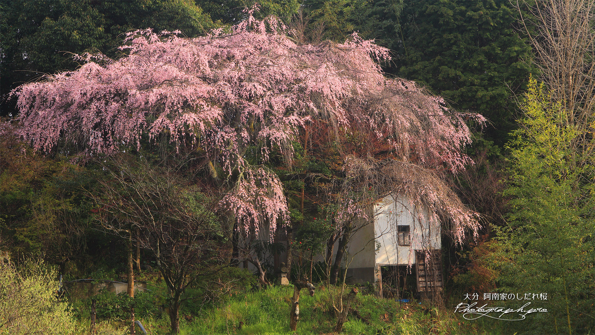 阿南家のしだれ桜