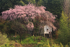 阿南家のしだれ桜