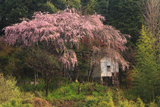 阿南家のしだれ桜