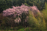 阿南家のしだれ桜