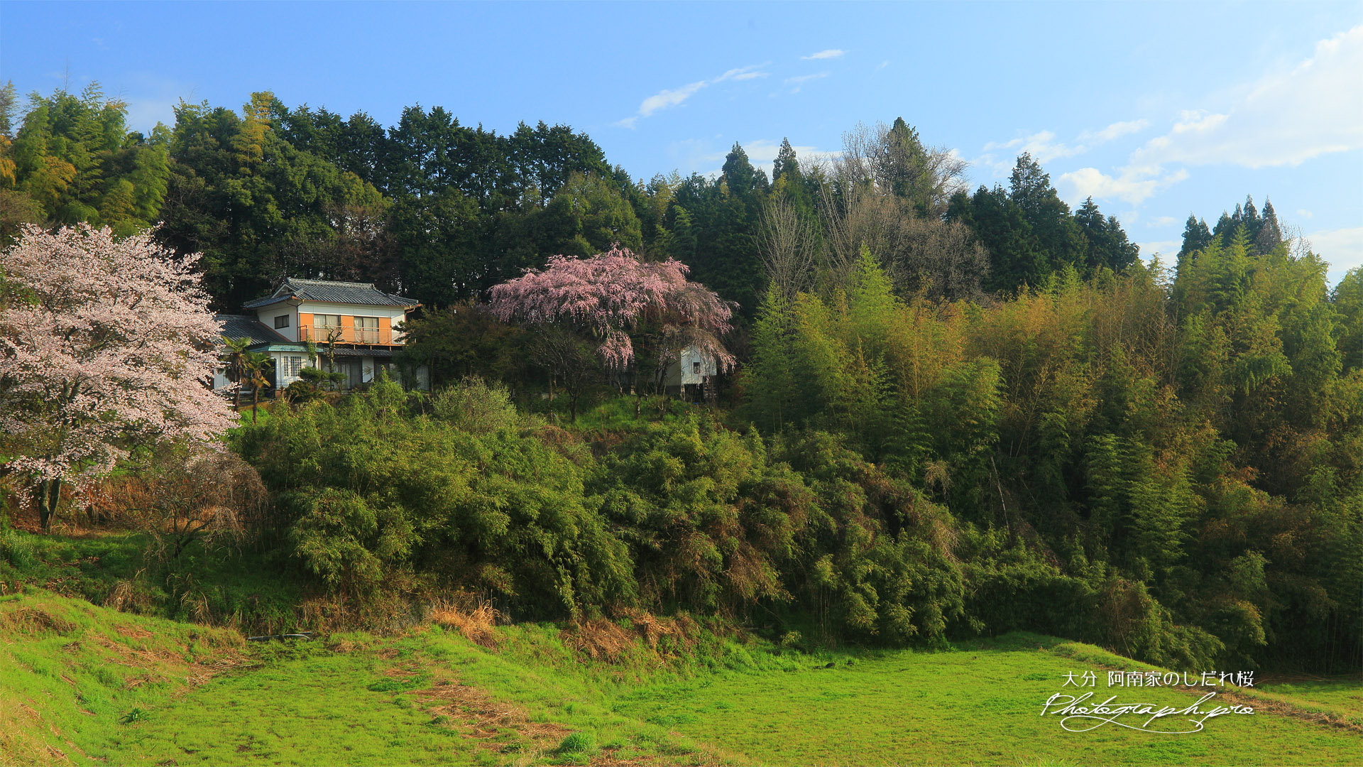 阿南家のしだれ桜