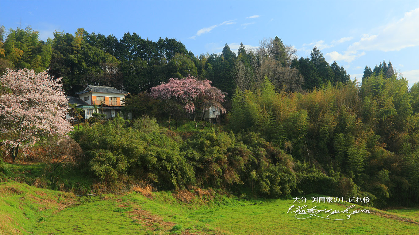 阿南家のしだれ桜 壁紙
