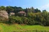 阿南家のしだれ桜