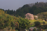 清水家の墓守桜