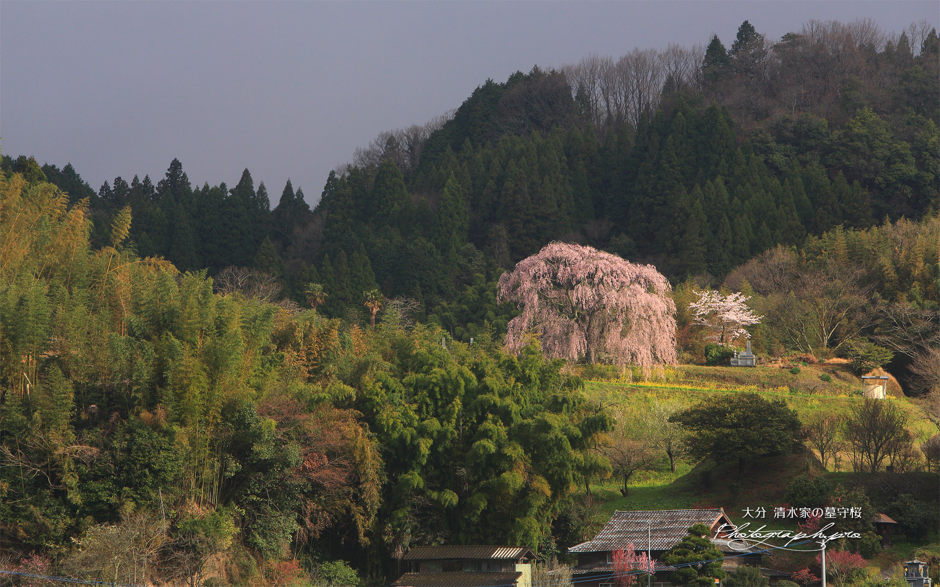 清水家の墓守桜