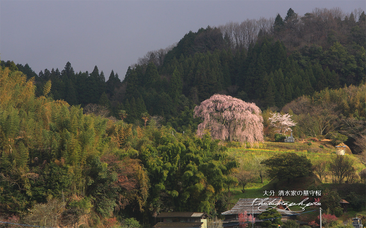 清水家の墓守桜 壁紙