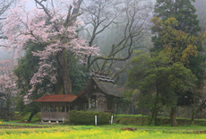 池の鶴の大桜