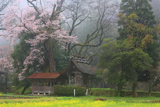 池の鶴の大桜