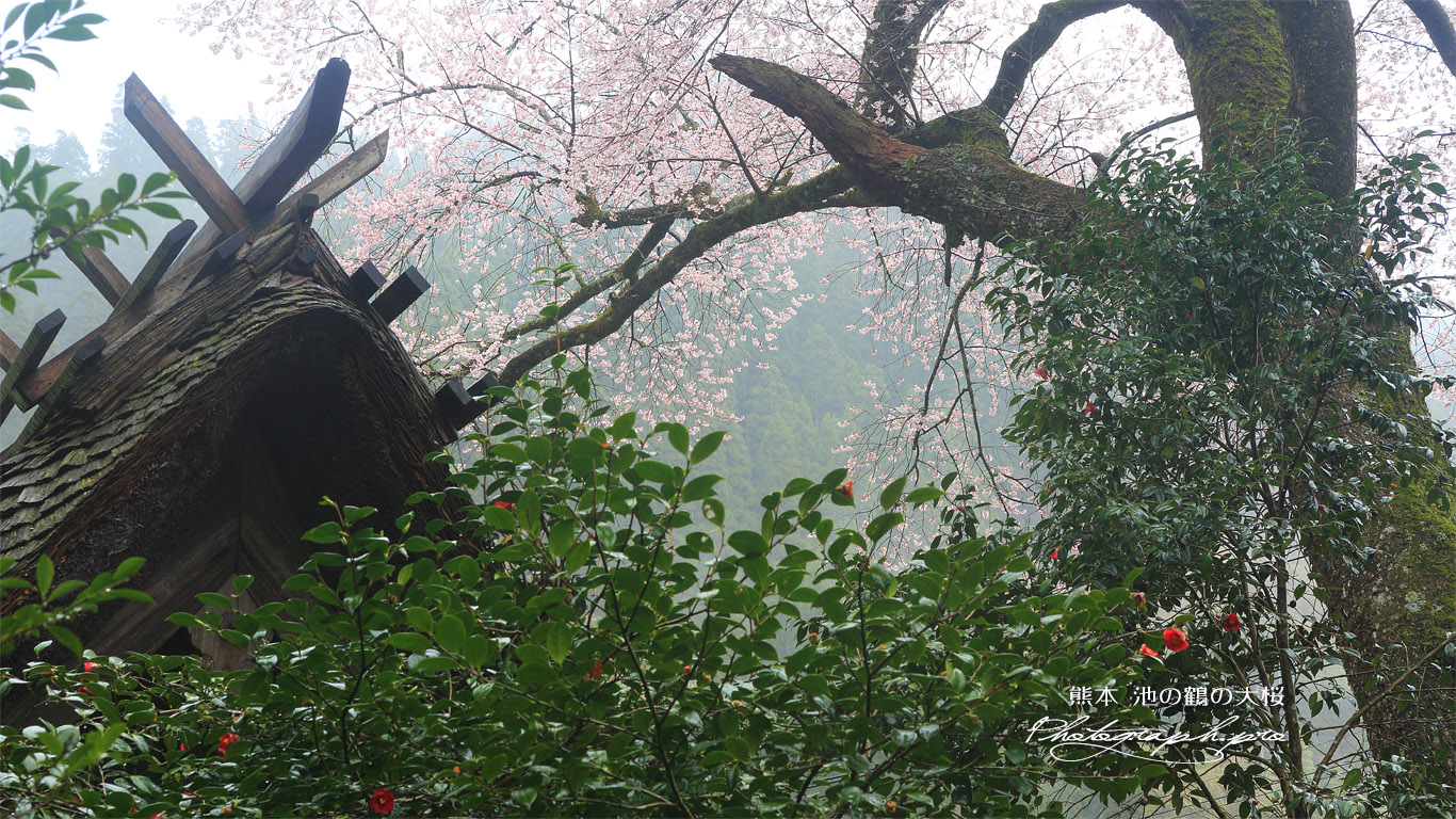 池の鶴の大桜 壁紙