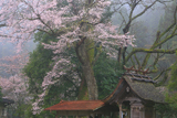 池の鶴の大桜