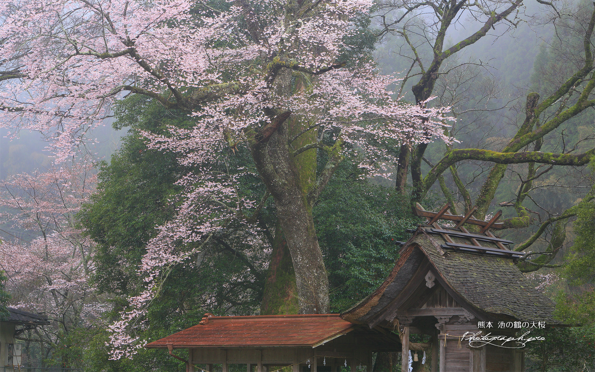 池の鶴の大桜