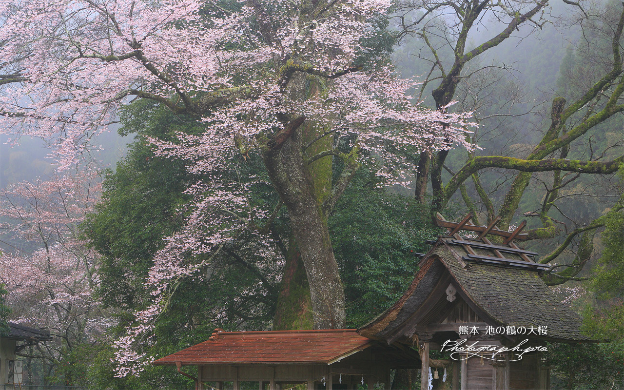 池の鶴の大桜 壁紙