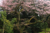 幸又の千年桜