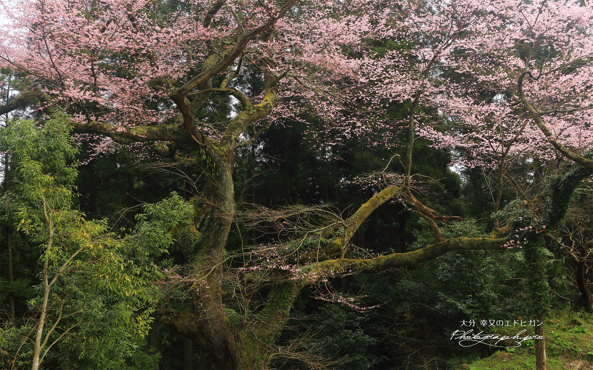 幸又の千年桜