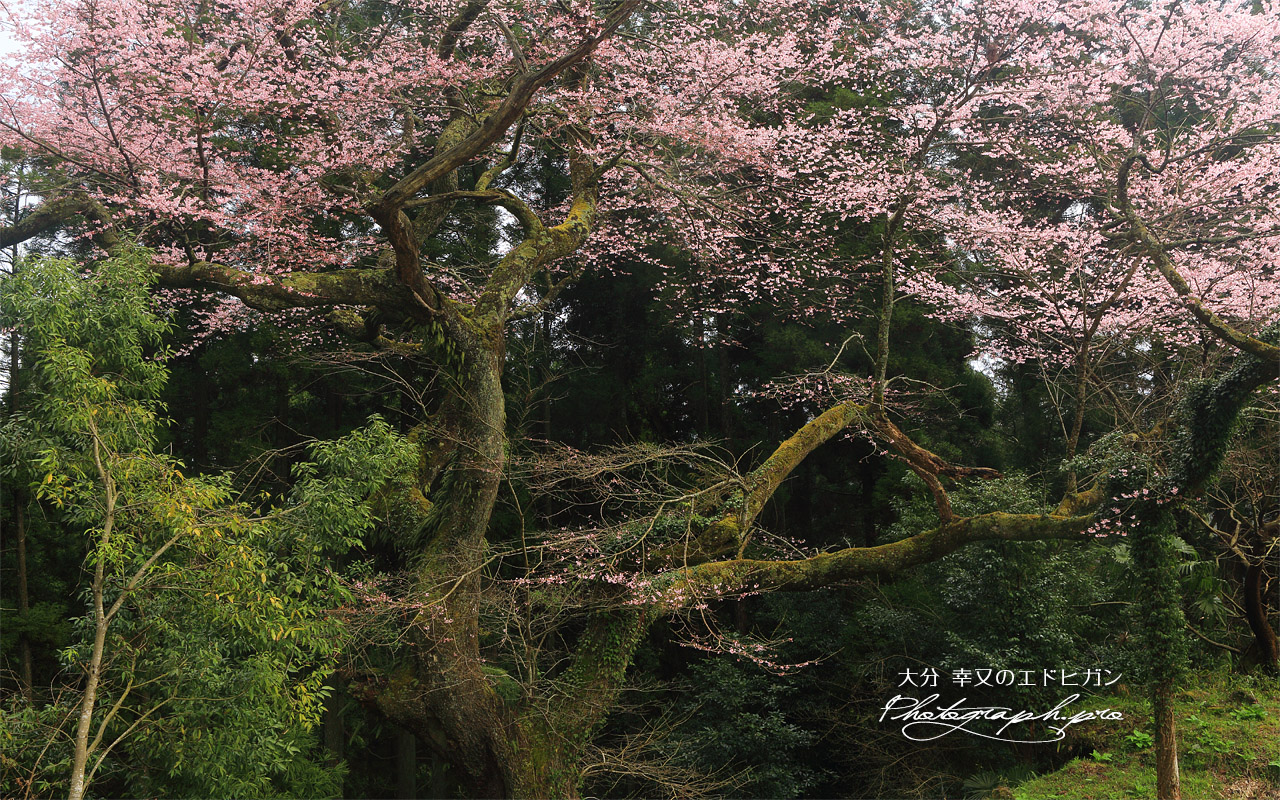 幸又の千年桜 壁紙