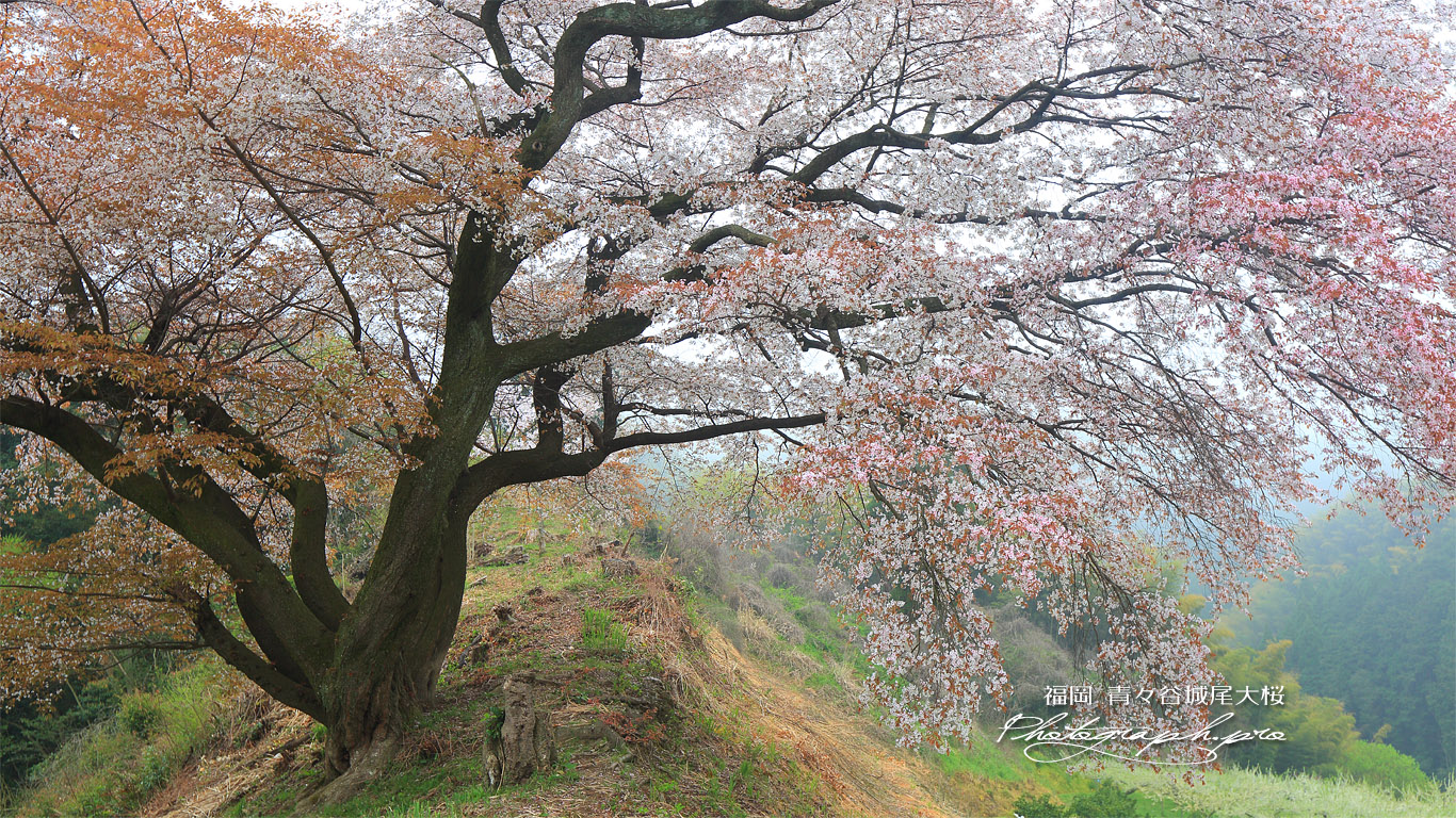 青々谷城尾大桜 壁紙