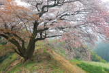 青青谷城尾大桜