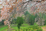 青々谷大桜