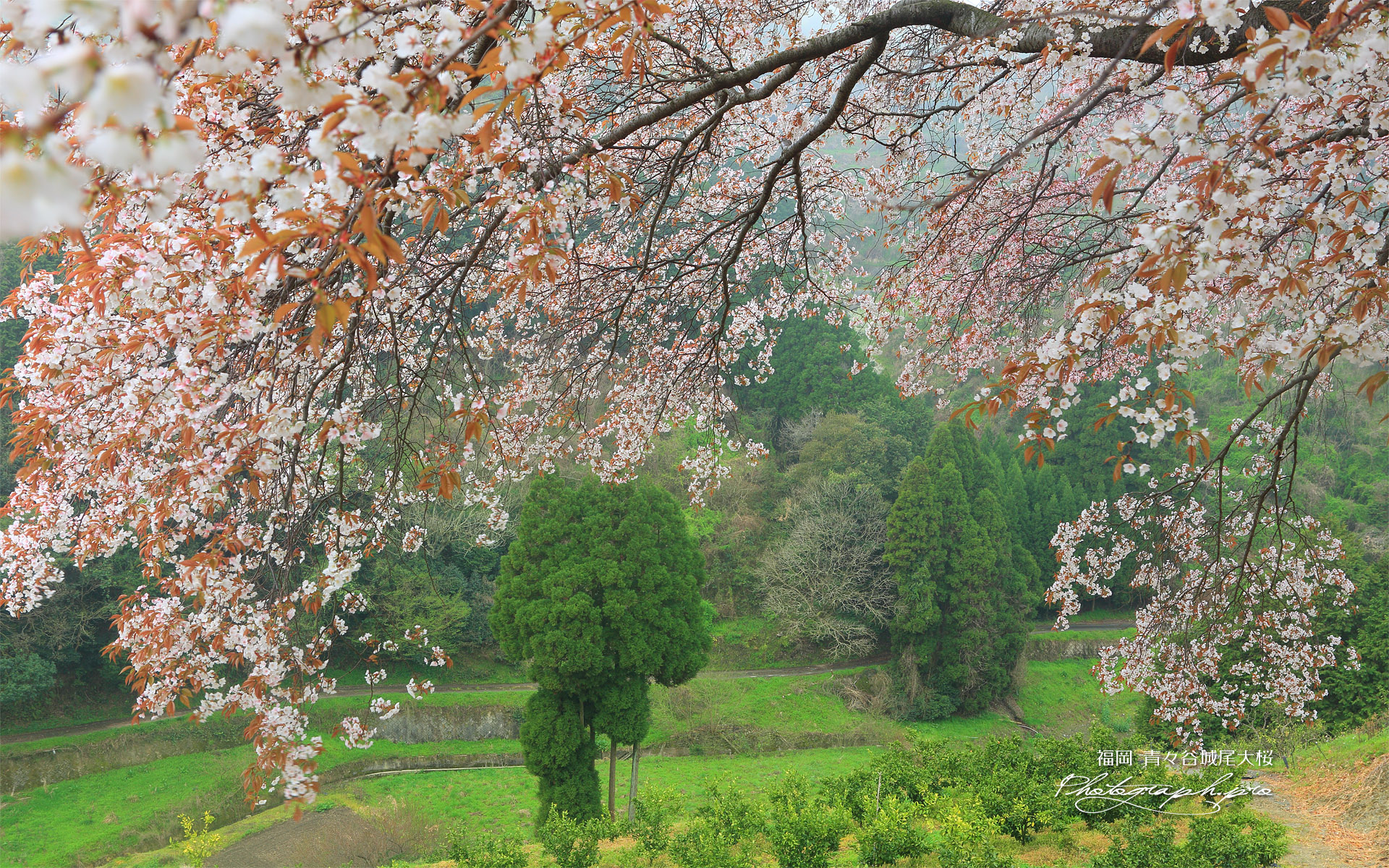 青々谷大桜