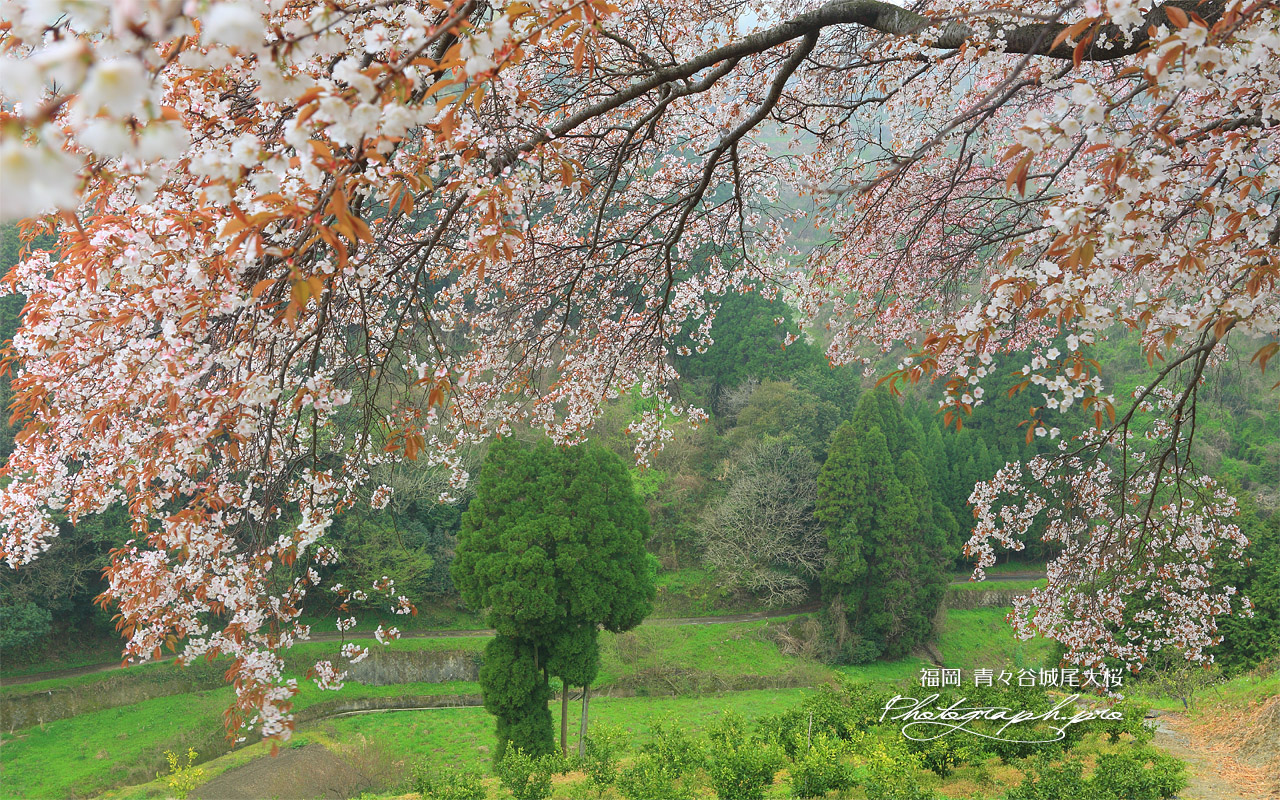 青々谷大桜 壁紙