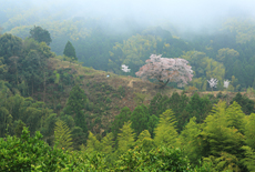 青々谷城尾大桜