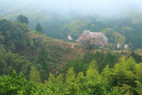 青々谷城尾大桜