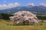 観音桜