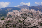 観音桜