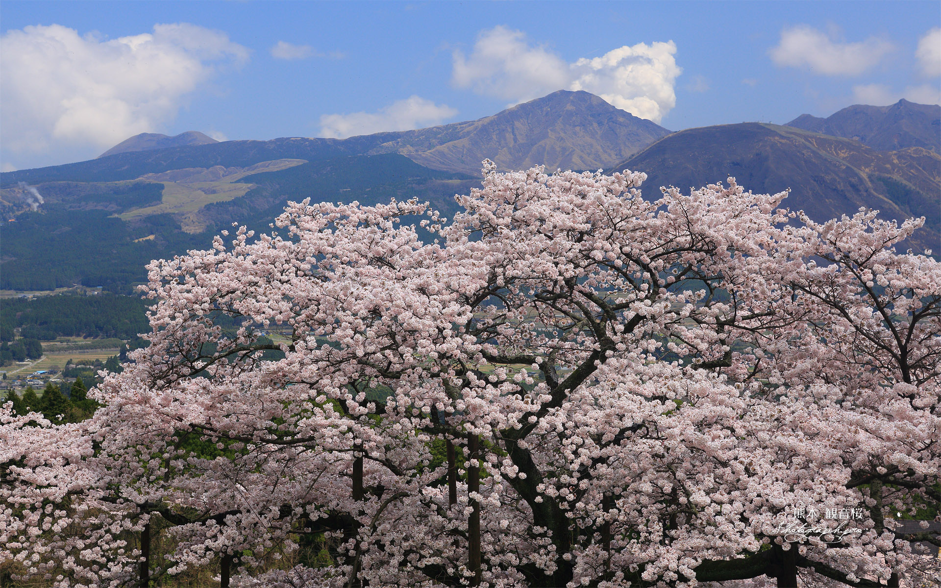 観音桜