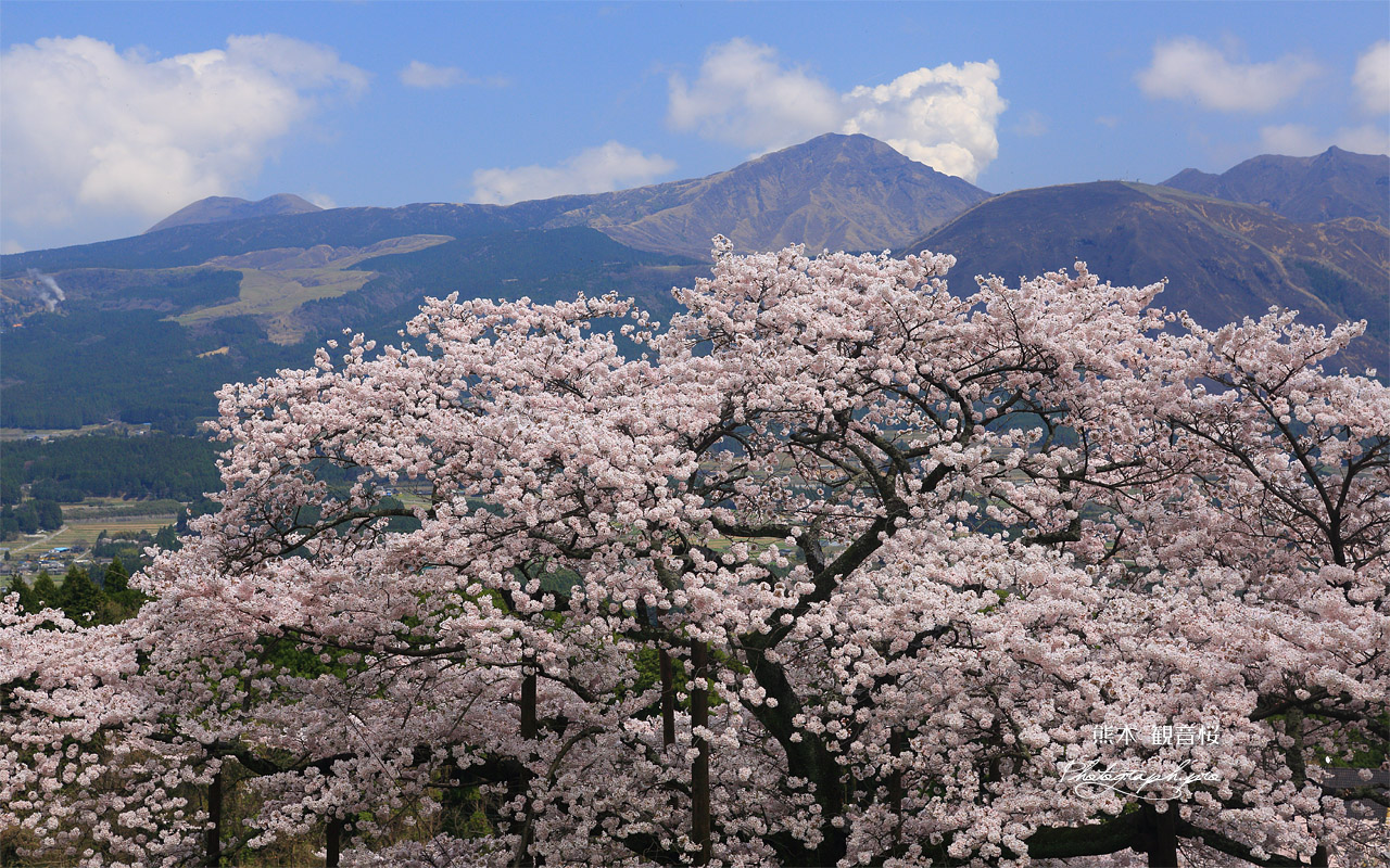 観音桜 壁紙