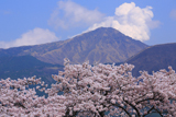 岸野の観音桜