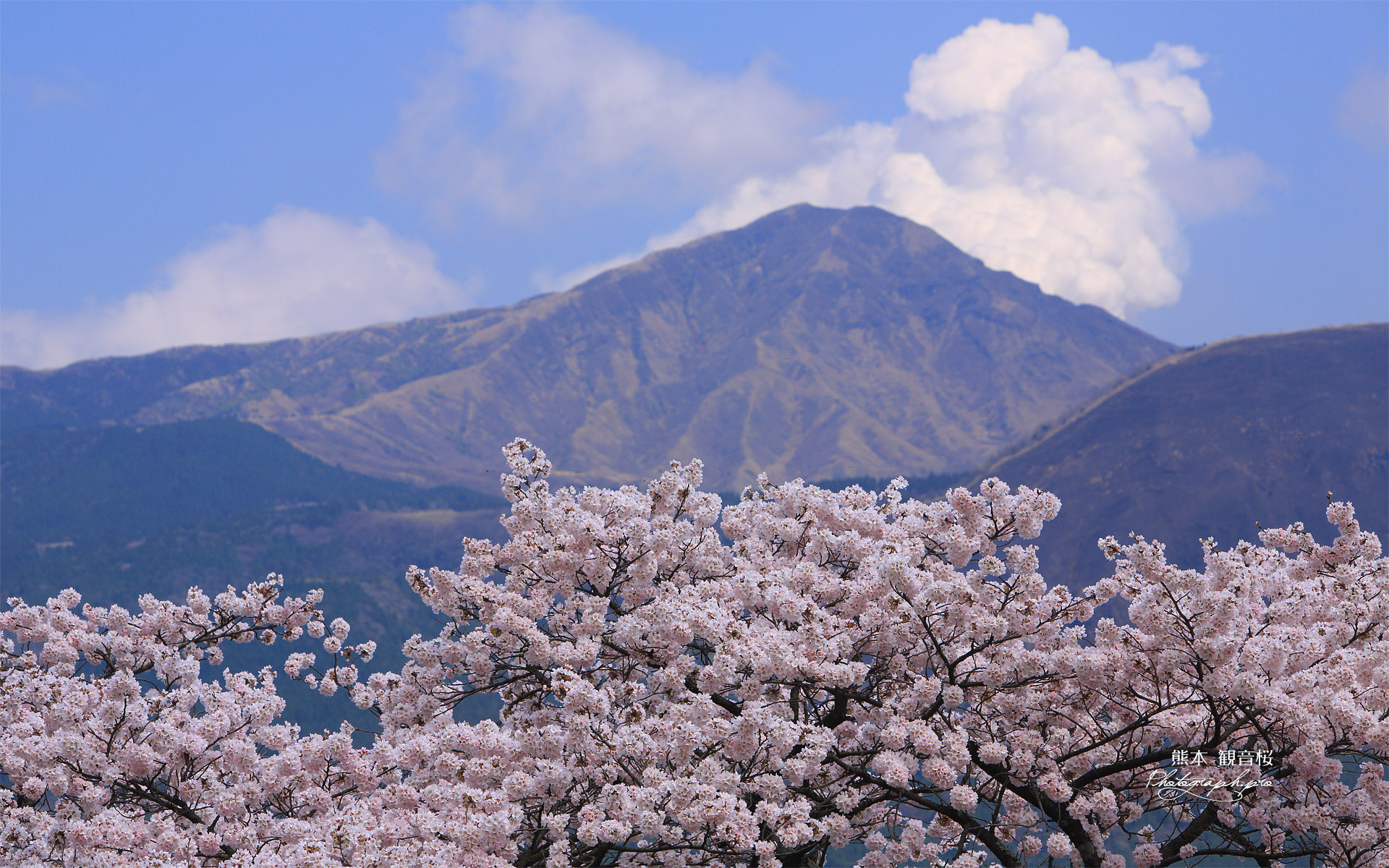 岸野の観音桜