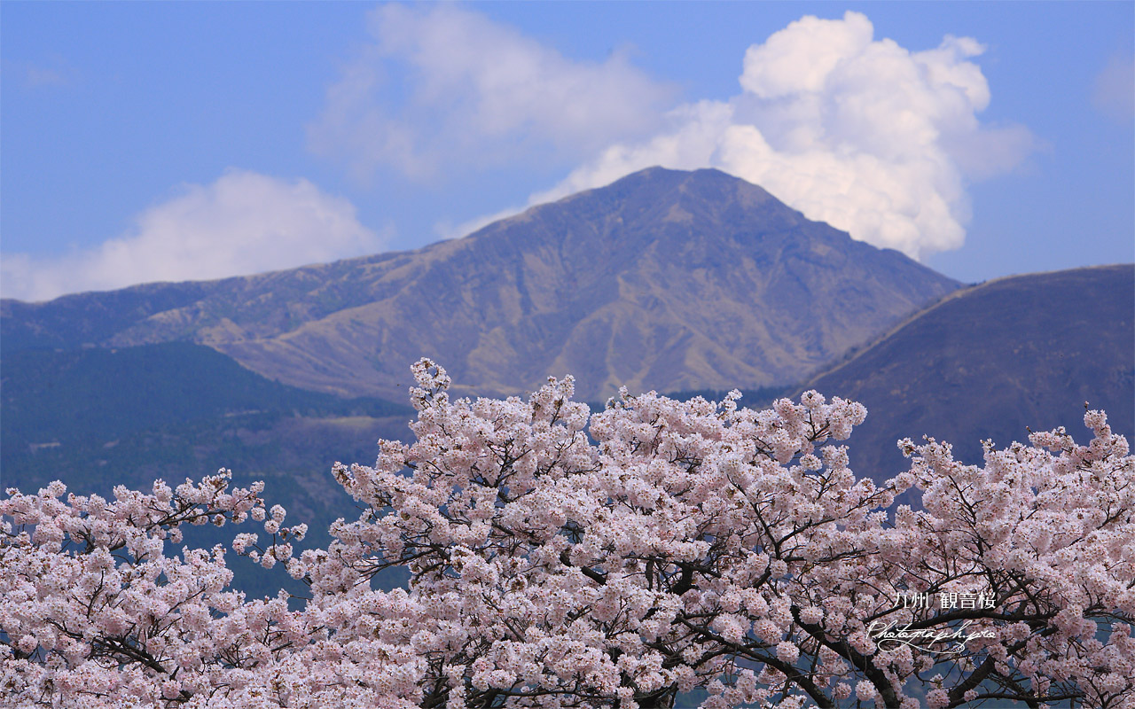 岸野の観音桜 壁紙