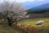 観音桜