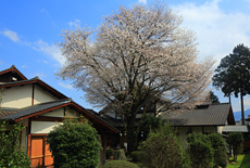 木の香桜