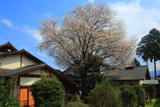 木の香桜