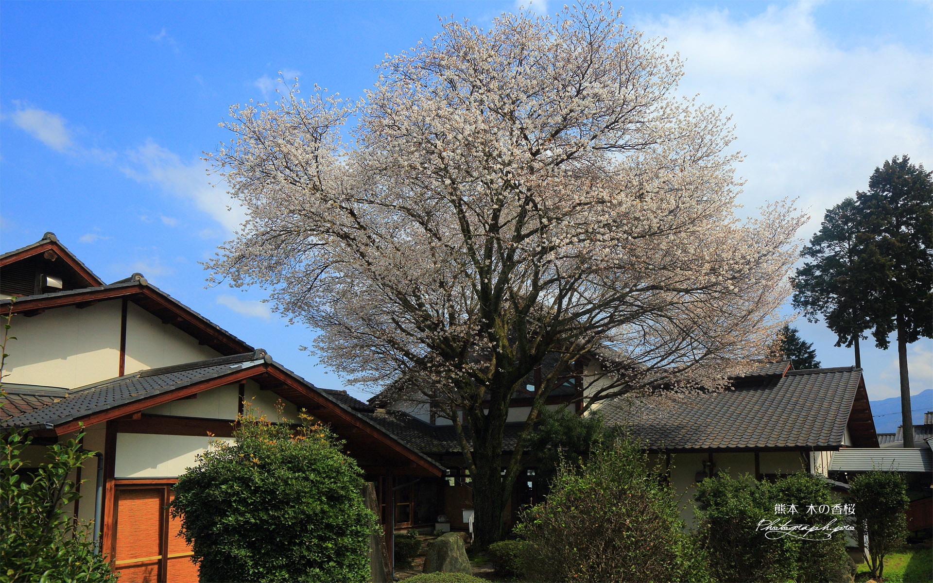 木の香桜