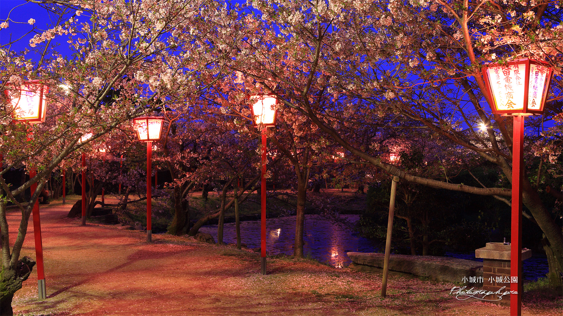 小城公園の桜