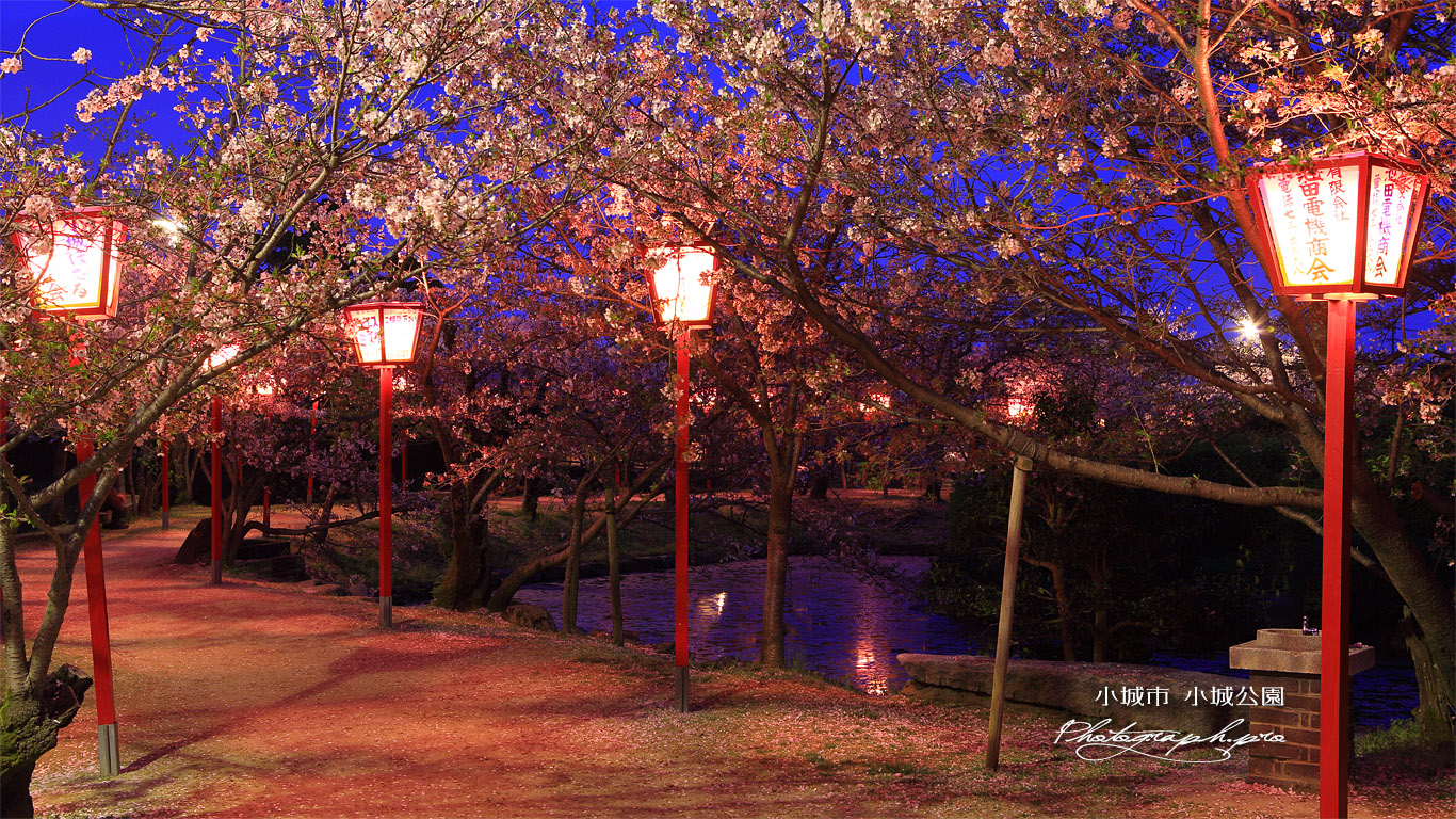 小城公園の桜 壁紙