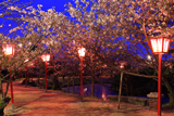 小城公園の桜