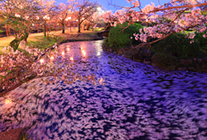 小城公園の桜