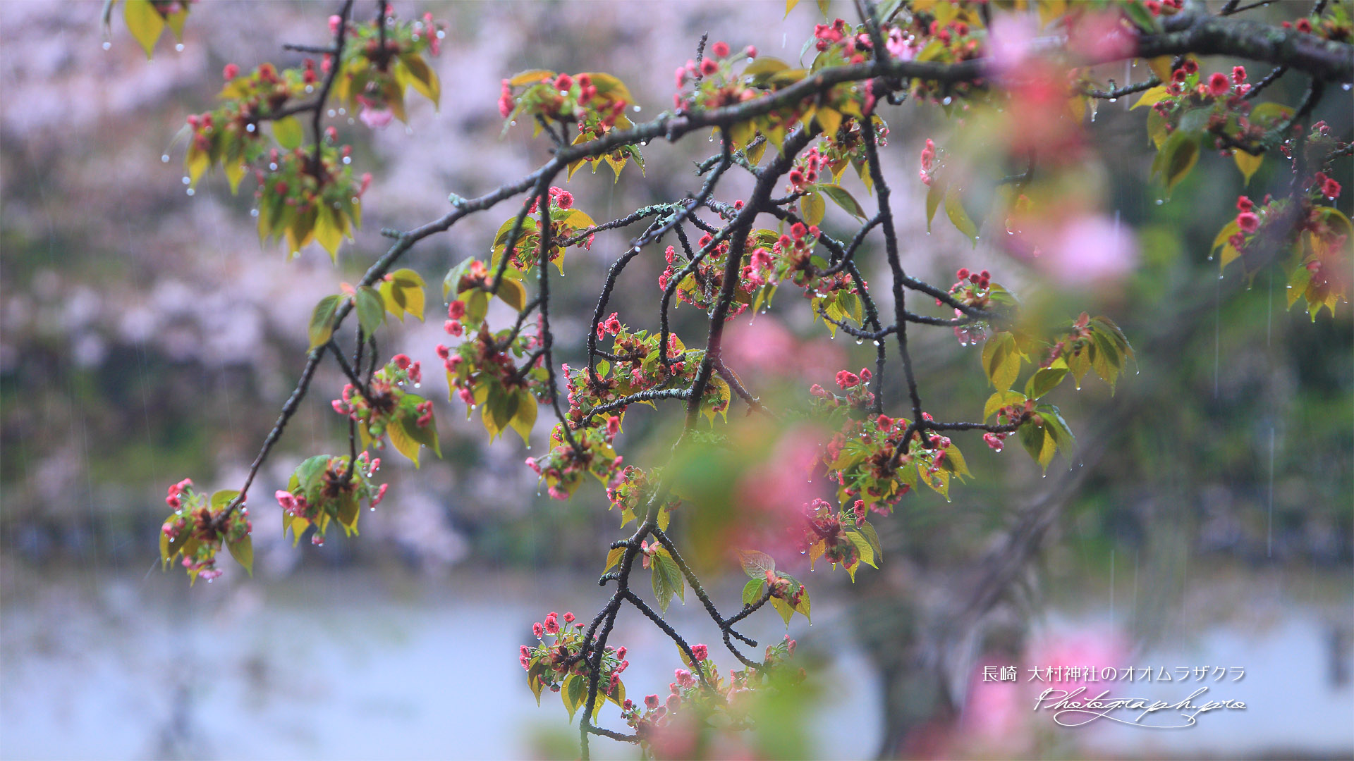 大村神社の大村桜