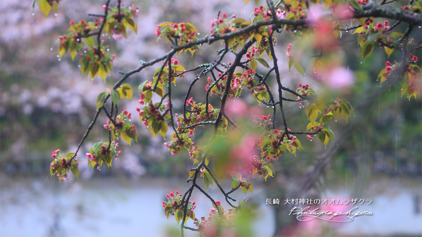 大村神社の大村桜 壁紙